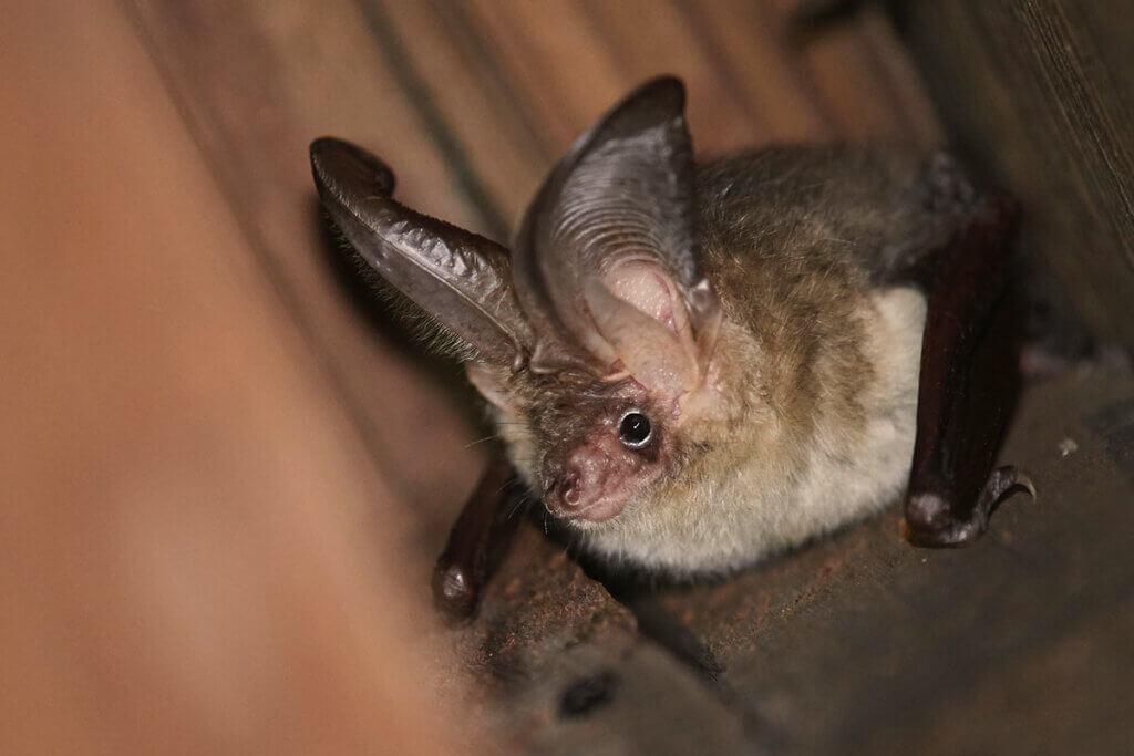 Fledermaus im Haus