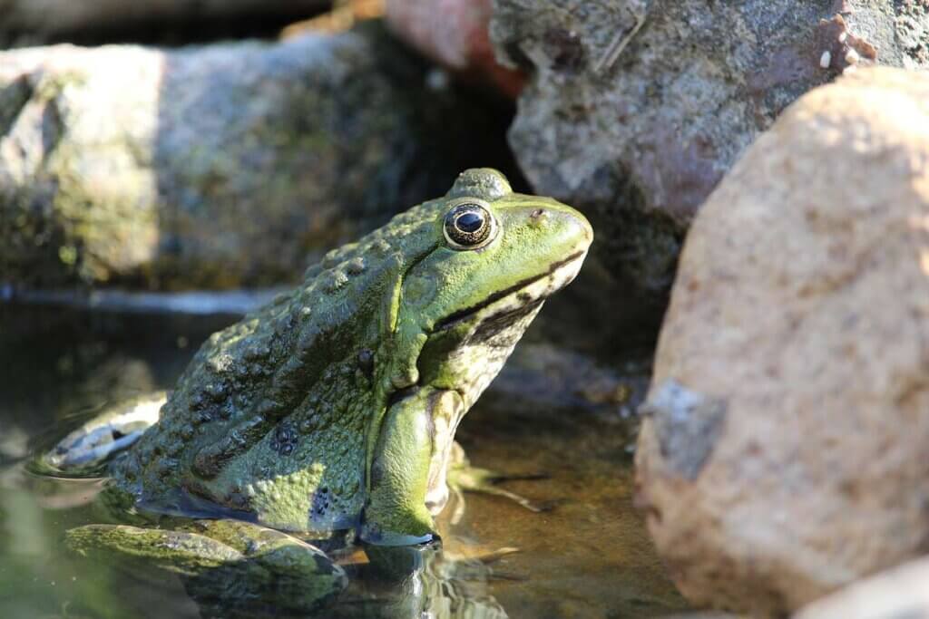 Frosch sitzt im Gartenteich
