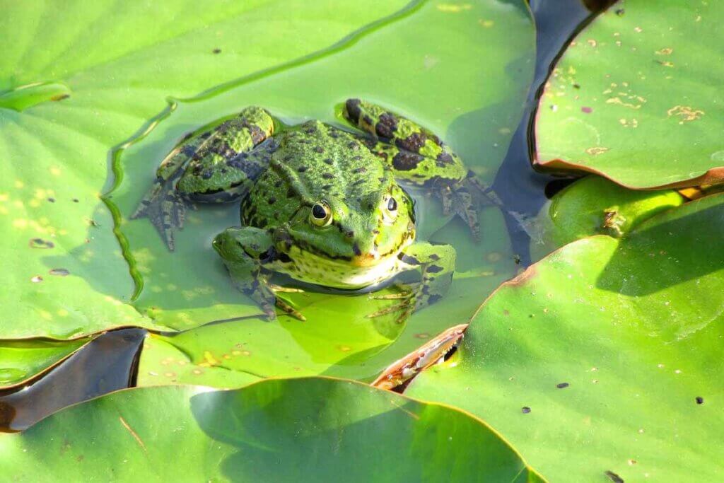 Frosch sitzt auf einem Blatt im Gartenteich
