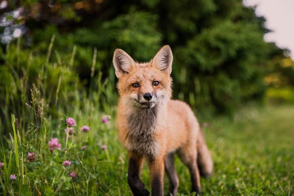 Fuchs im Garten