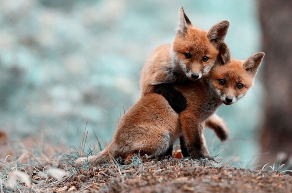 Fuchswelpen