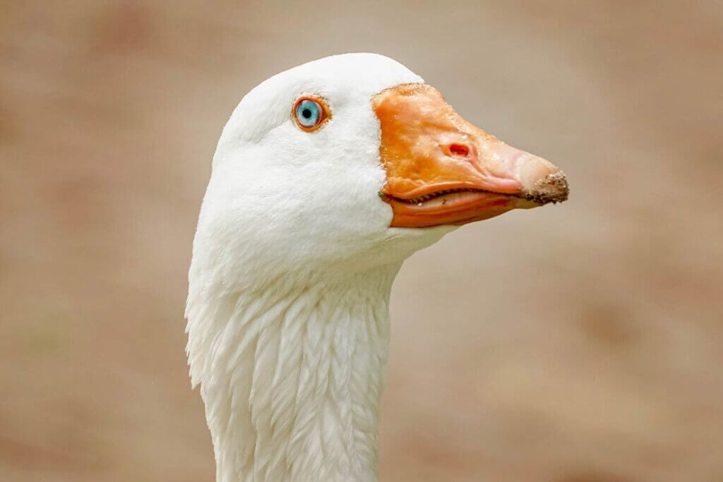 Gans