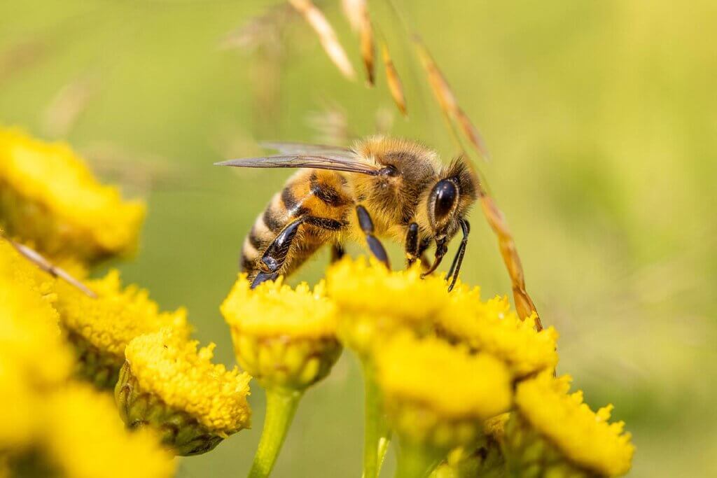 Honigbiene sammelt Nektar an einer Blume