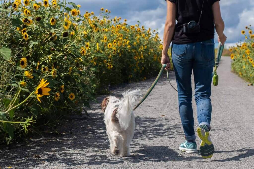 Person geht mit Hund spazieren