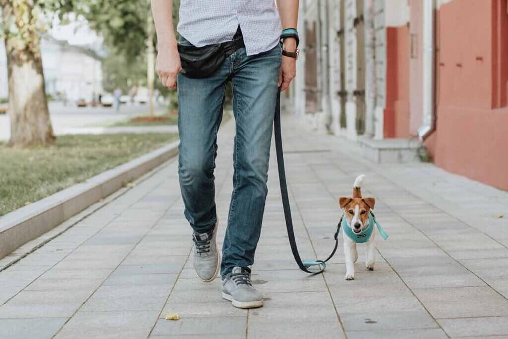 Person geht mit Hund spazieren