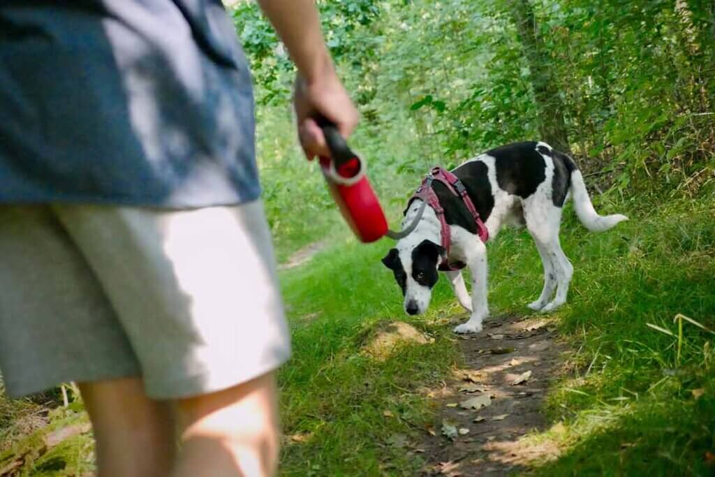 Hund schaut veraengstigt beim Spaziergang