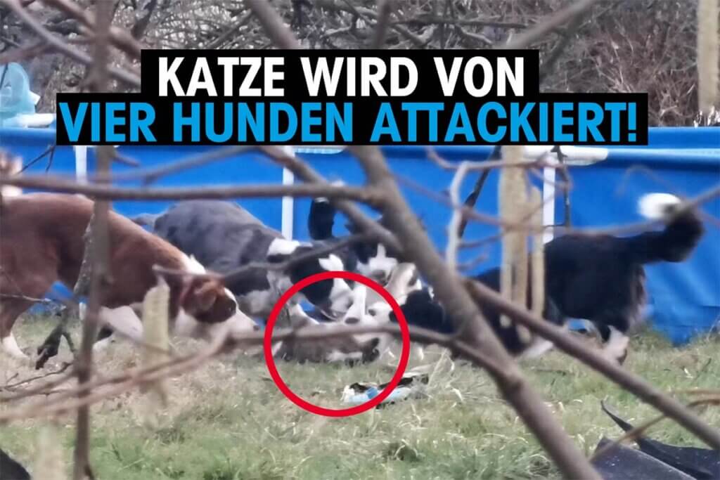 hunde attackieren katze