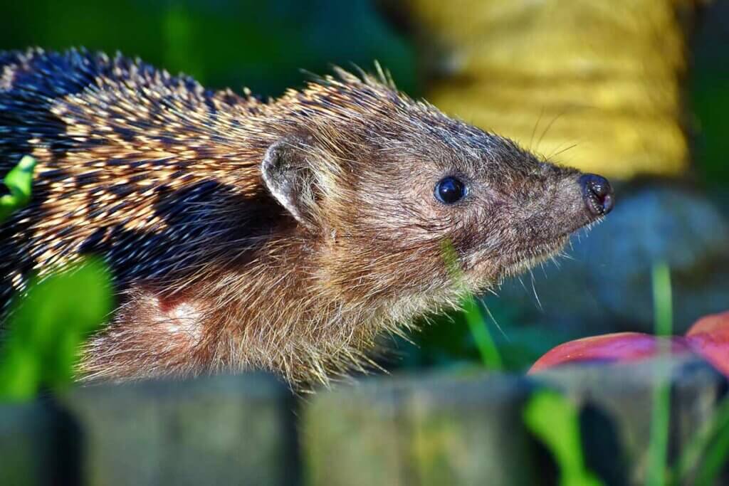 Igel