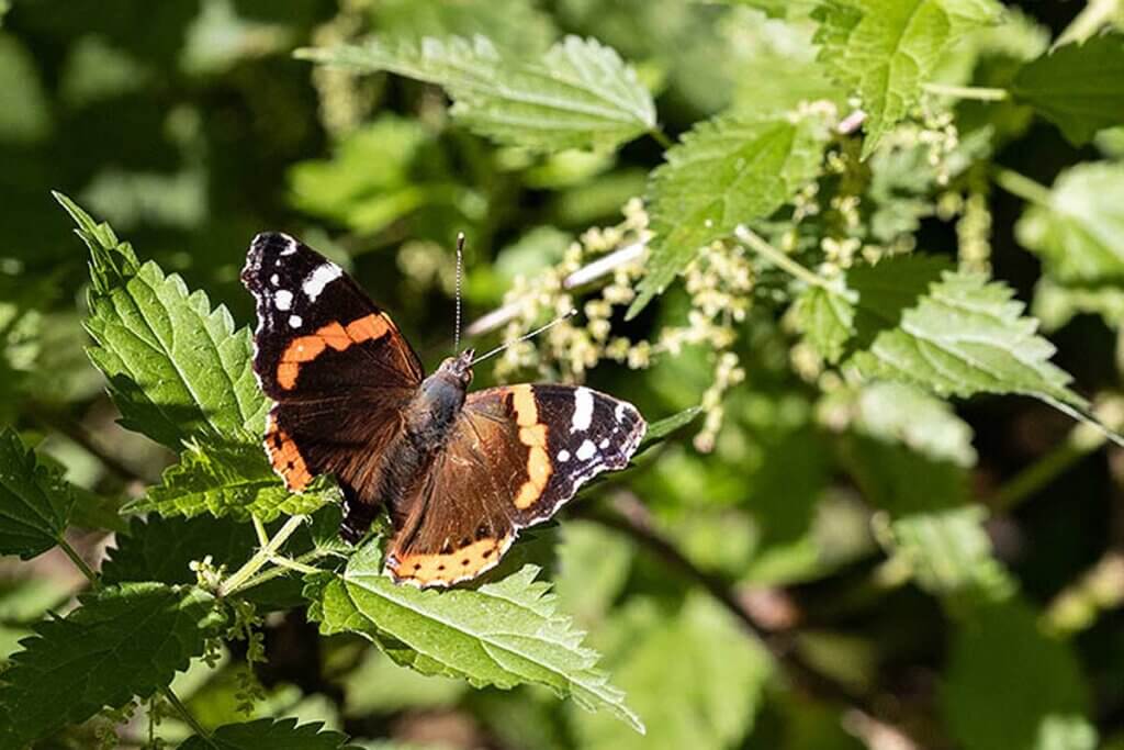 Schmetterling an einer Brennnessel