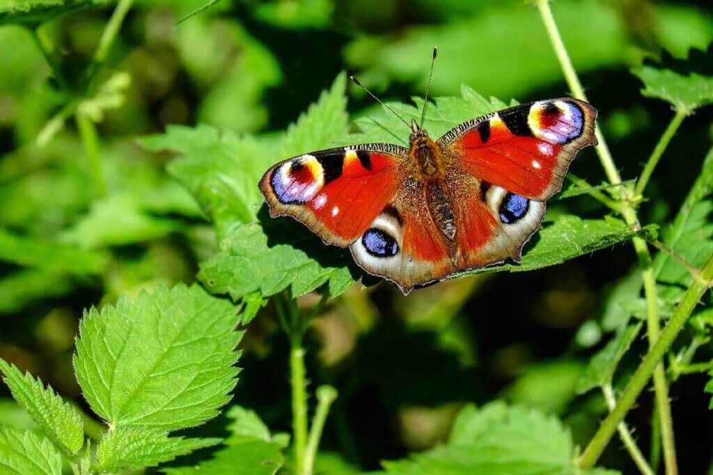 Schmetterling an einer Brennnessel