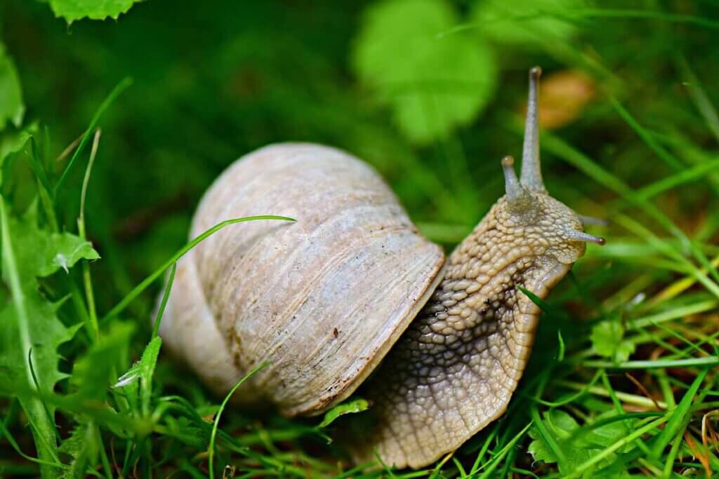 Schnecke im Gras