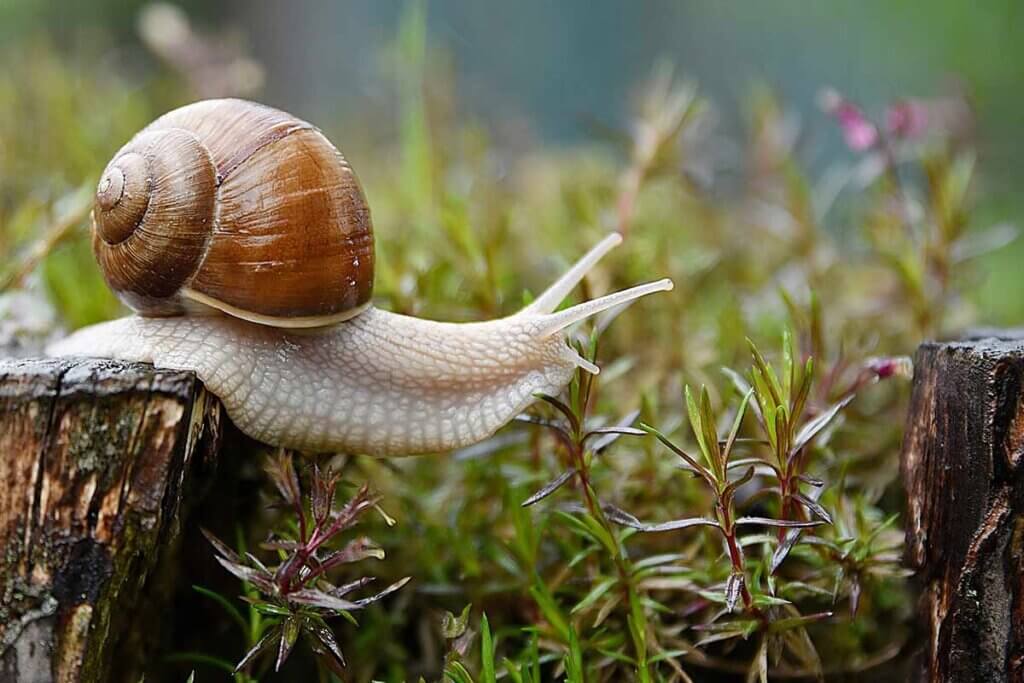 Schnecke kriecht ueber Baumstaemme