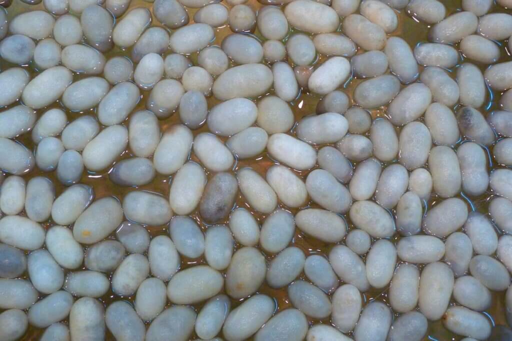 Silk cocoons are boiled in water