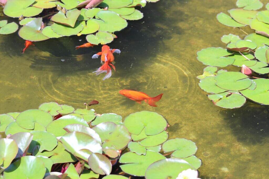 Teich mit Goldfischen