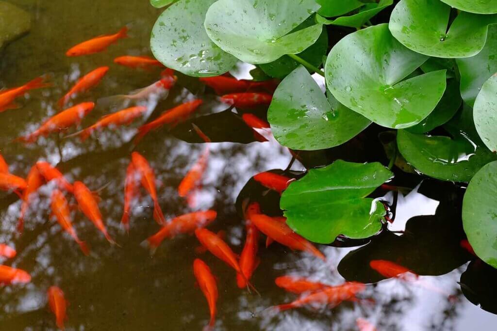 Goldfische schwimmen im Teich