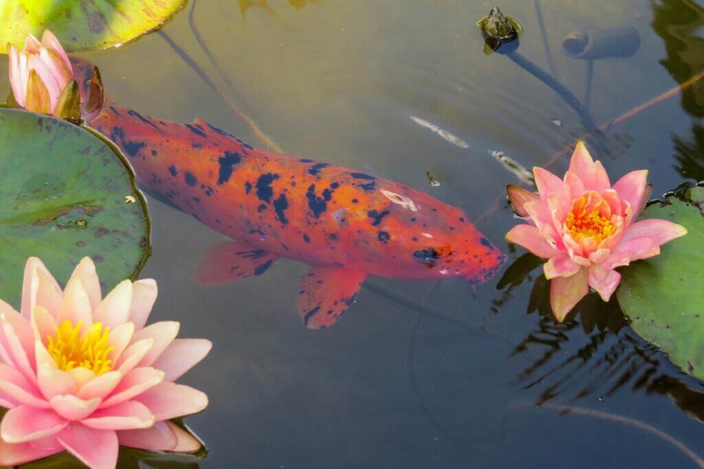 Koi schwimmt im Teich