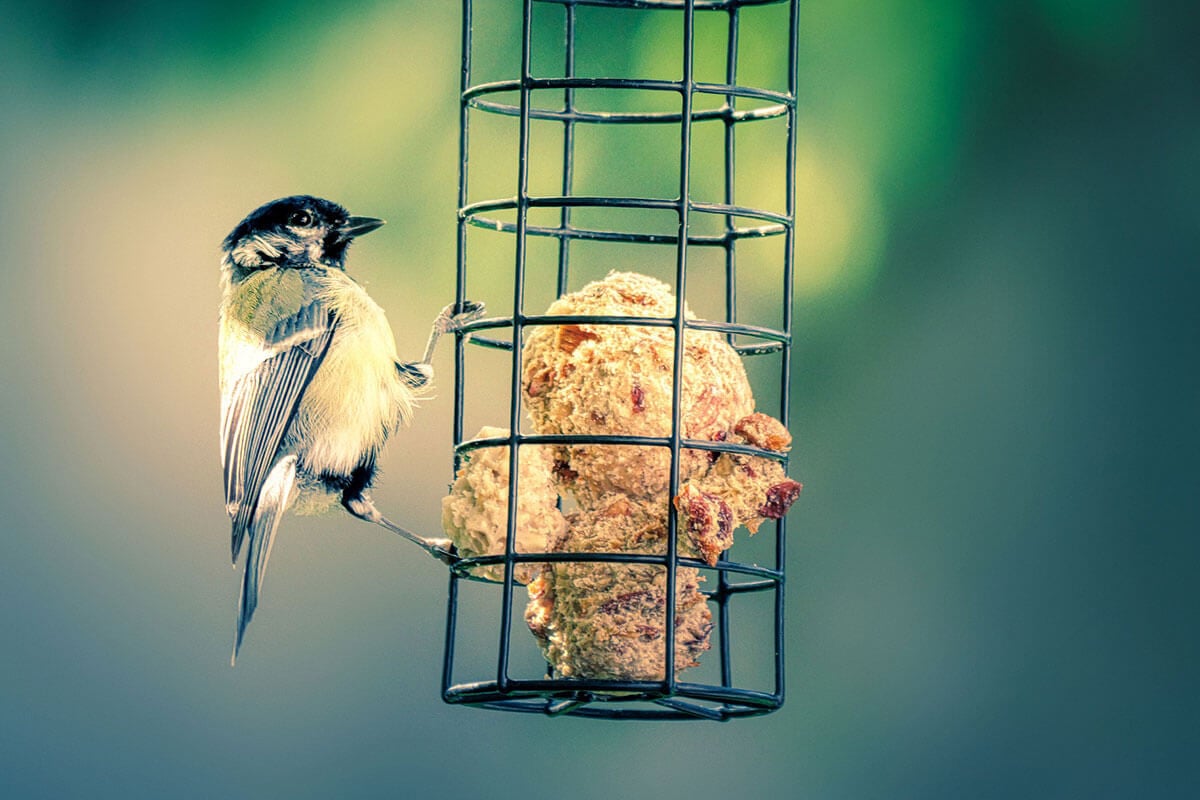 Vögel füttern – auch im Sommer? Alle Infos zu Vogelfutter & Co.