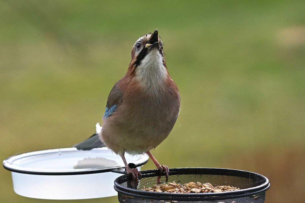 Vogel an einer Futter- und Wassertraenke