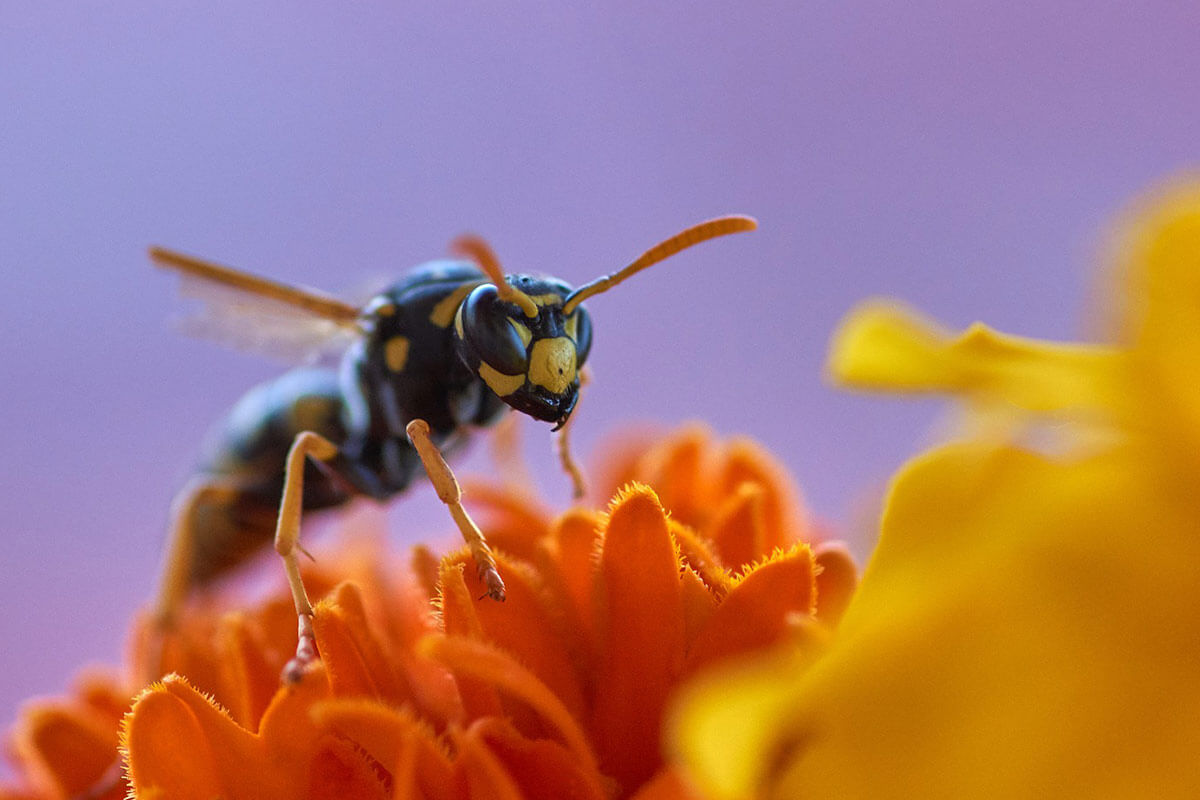 Die Wespe – 11 faszinierende Fakten über Wespen