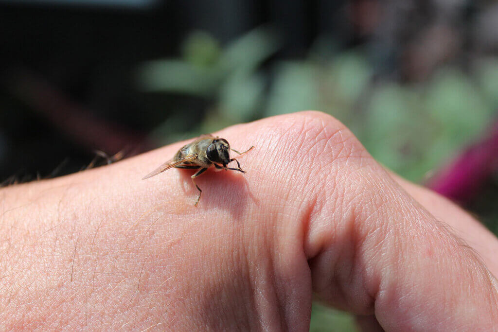 Wespe sitzt auf einer Hand