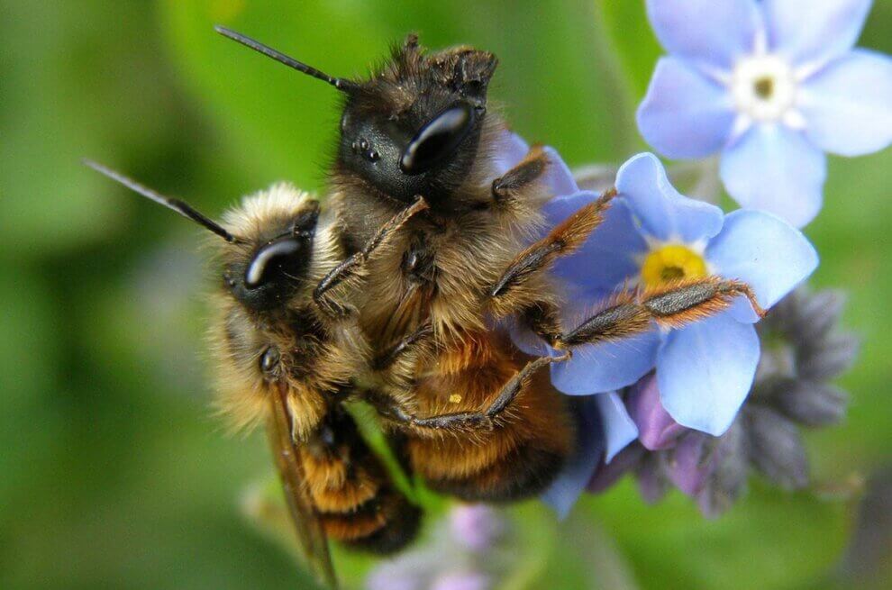 Zwei Bienen haengen an einer Blume