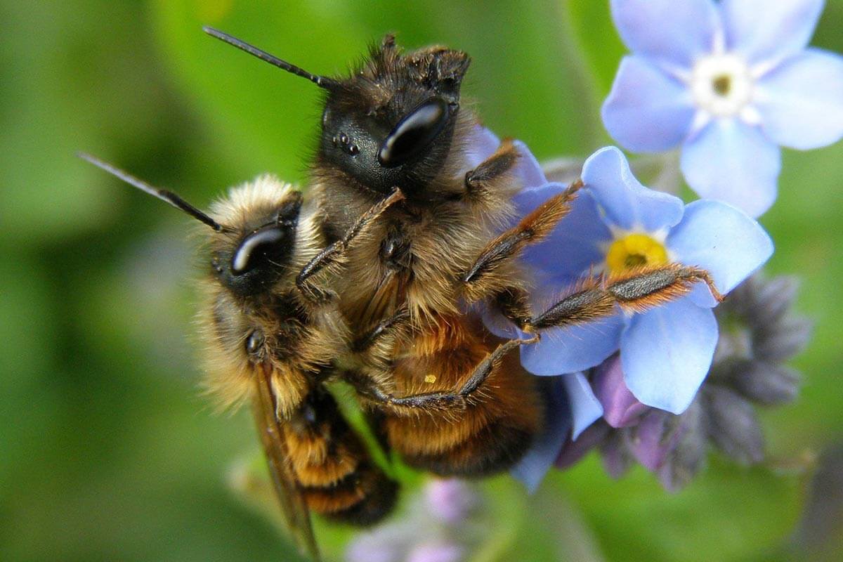 Die Biene – 7 faszinierende Fakten über Bienen