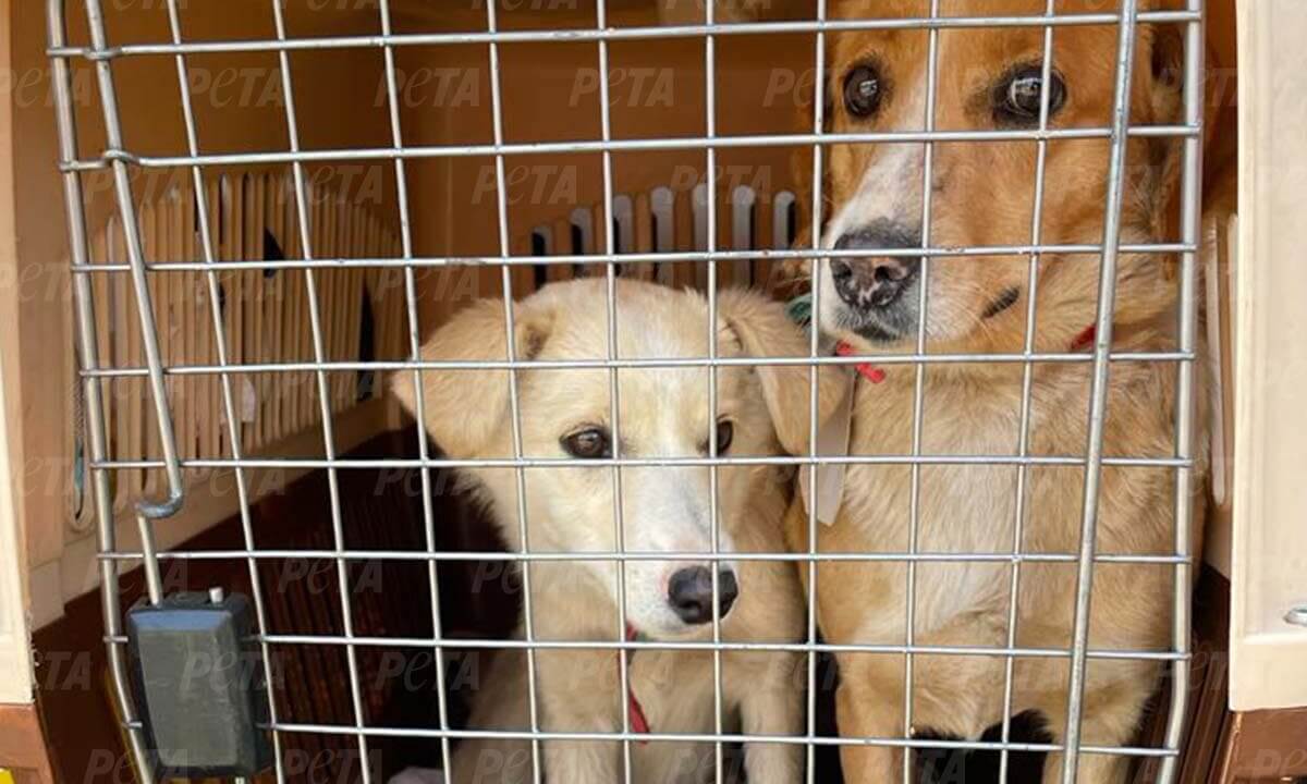 Gerettete Hunde in einer Transportbox