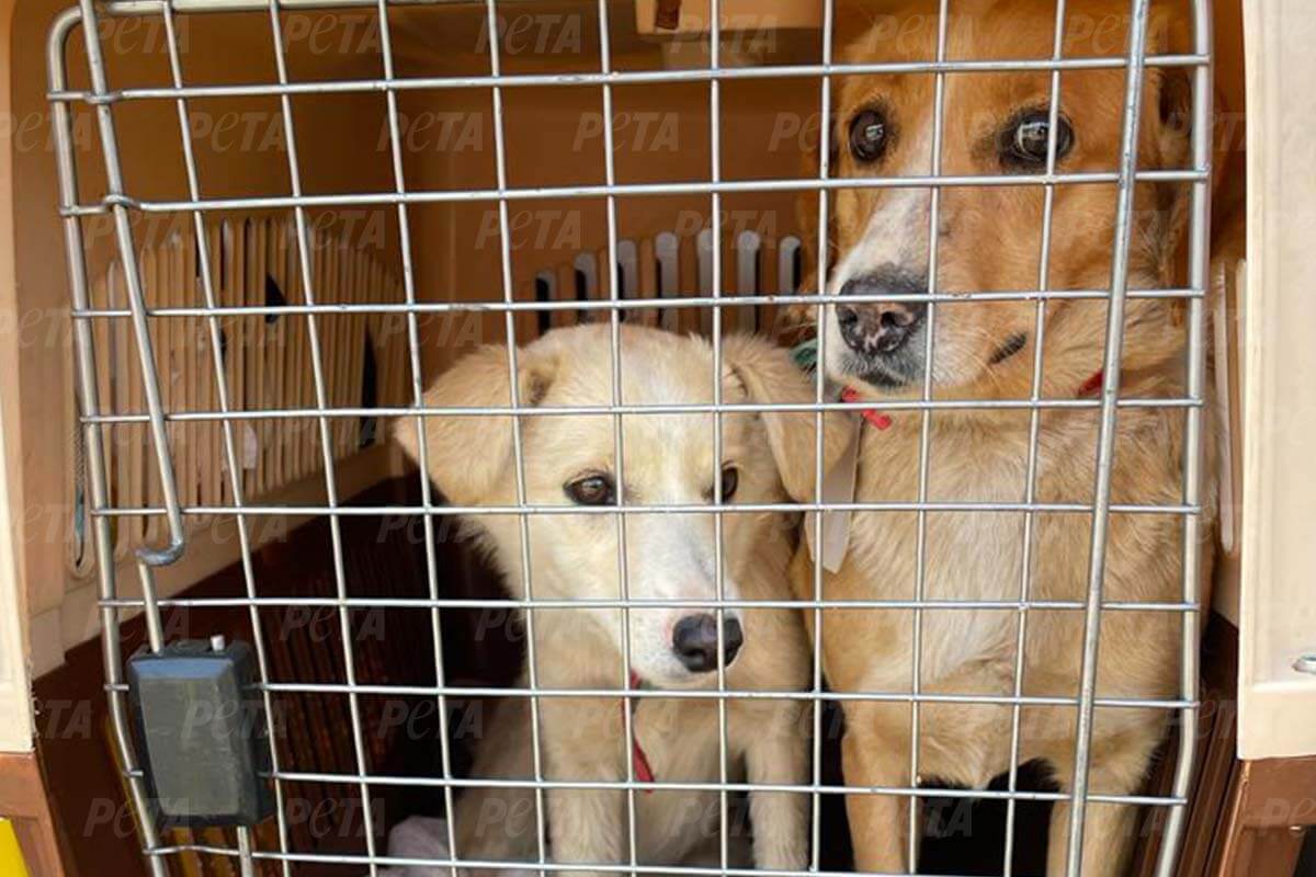 Gerettete Hunde in einer Transportbox