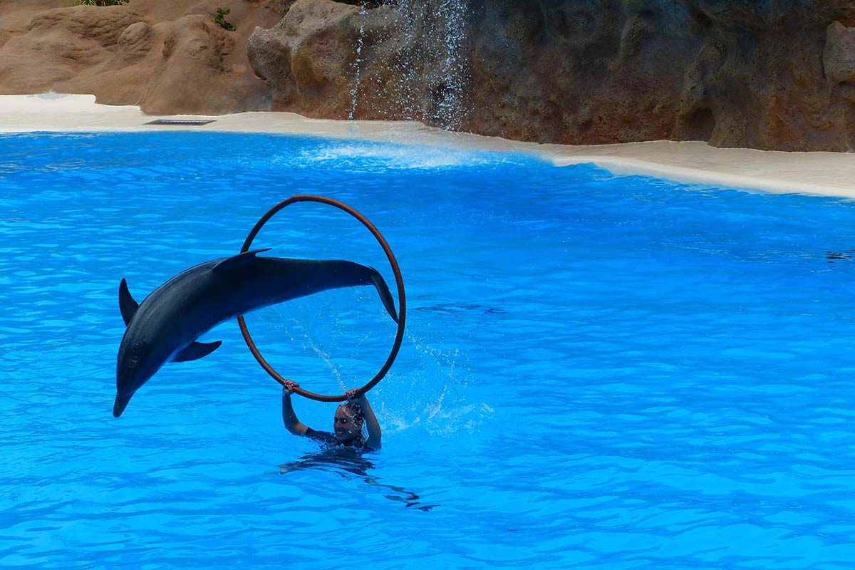 Video: Delfin attackiert Trainerin in Meereszoo