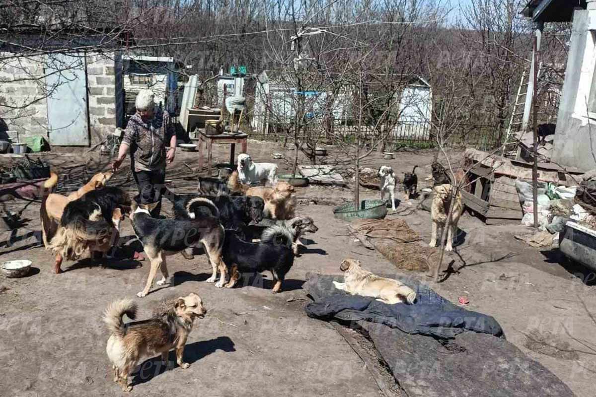 Zahlreiche Helfer:innen beteiligen sich weiterhin an Tierrettungen