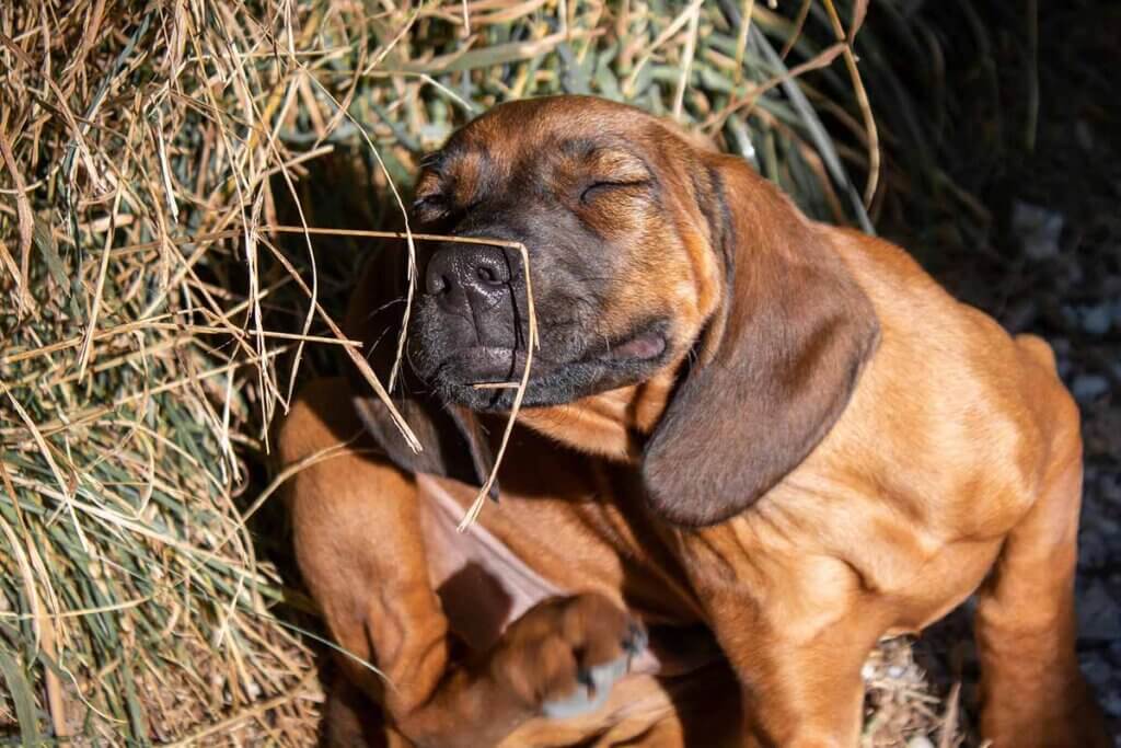 hund