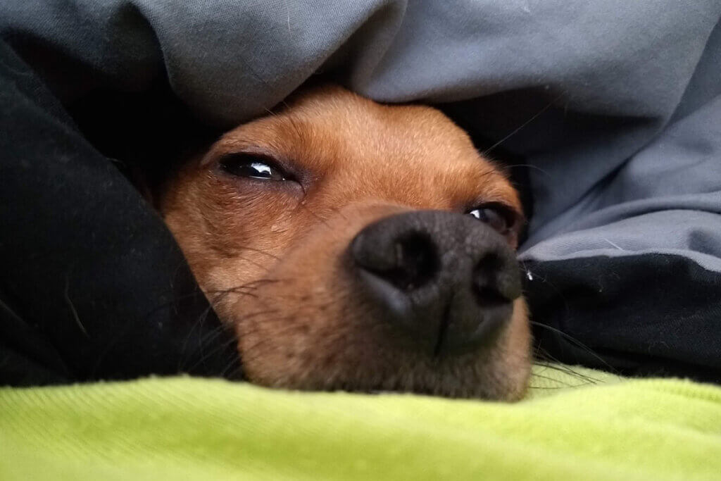 hund bei gewitter