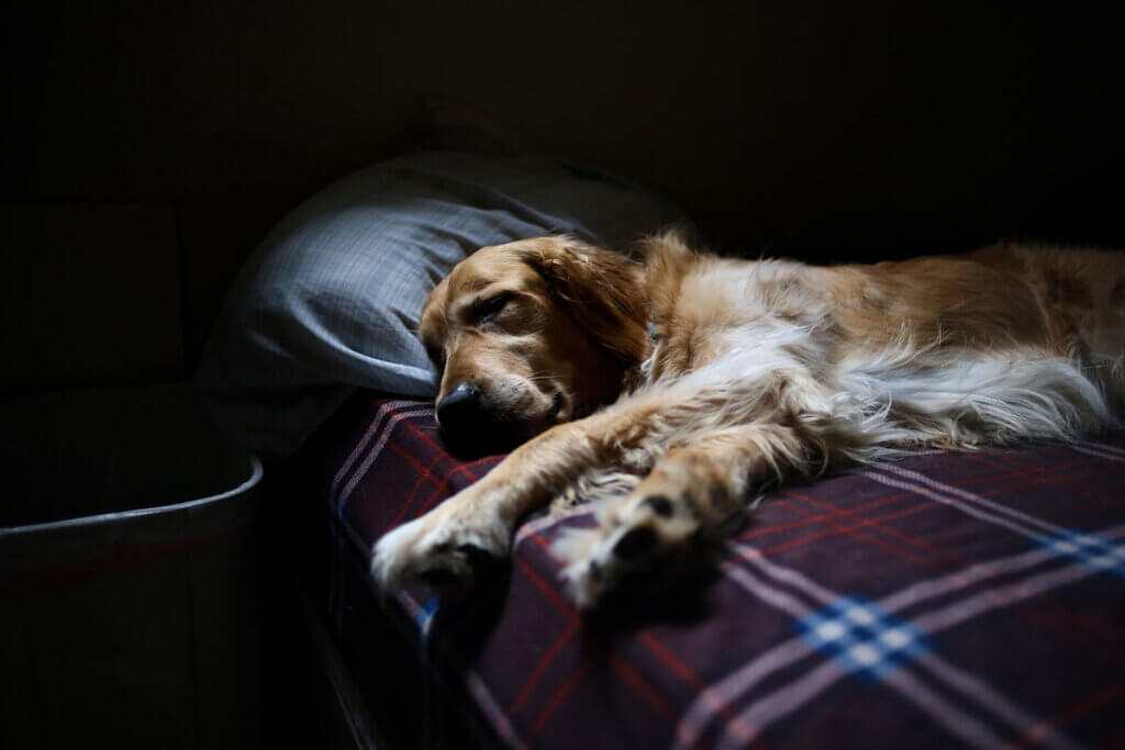 hund bei gewitter