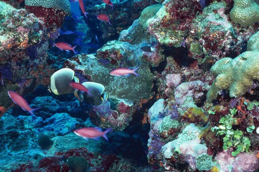 korallenriffe