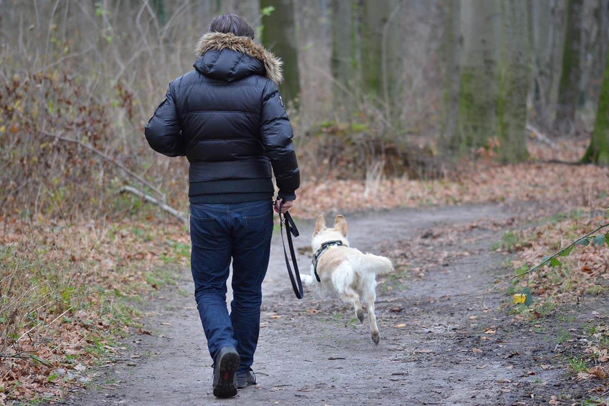 Leinenpflicht: Wann müssen Hunde im Wald angeleint werden?