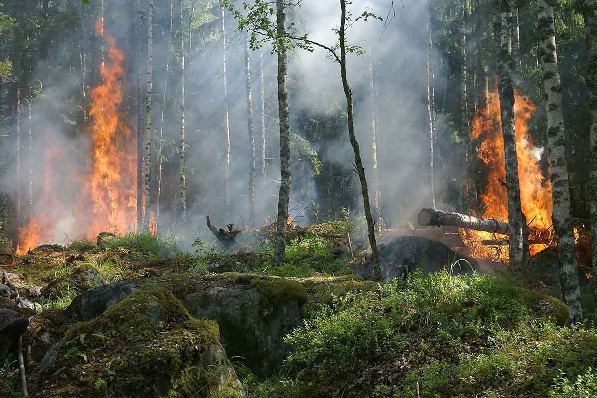 Immer mehr Waldbrände: Eine Katastrophe für das Klima