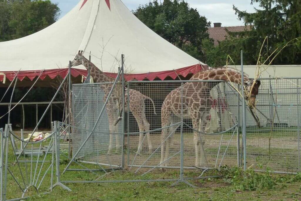 Giraffen im Zirkusgehege