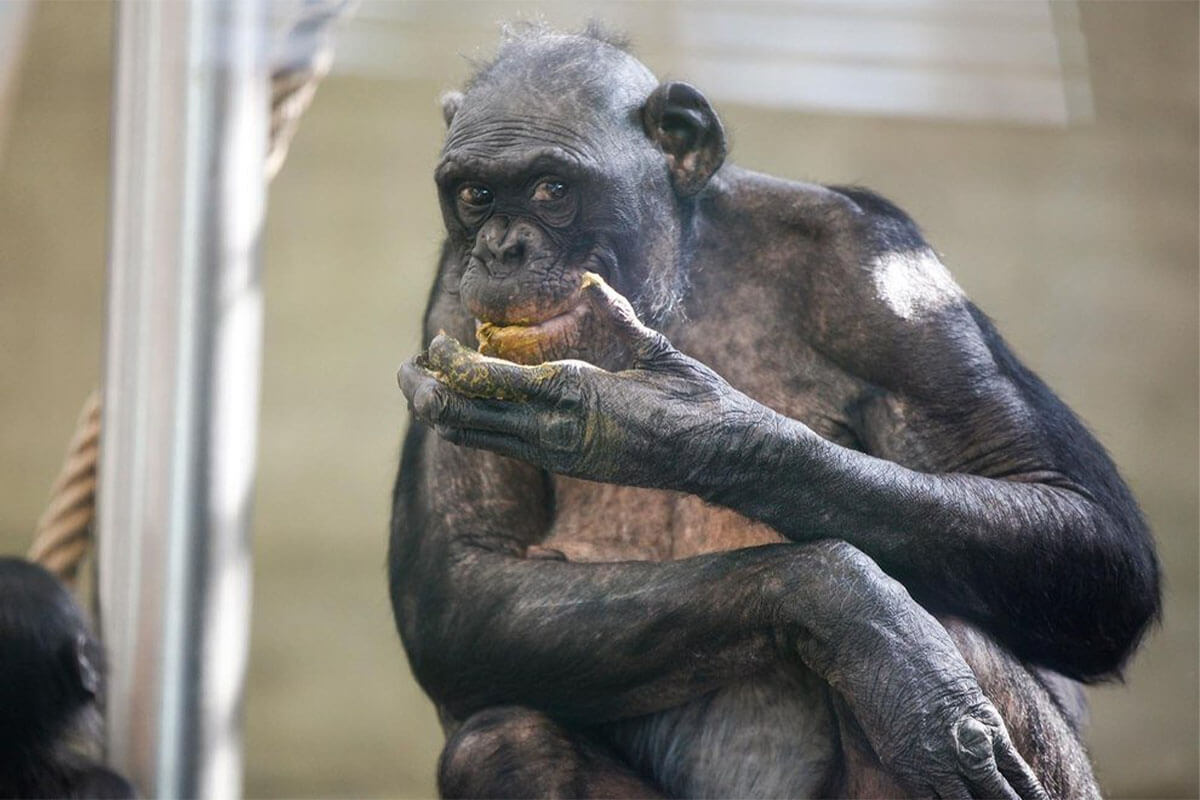 Bonobo frisst Kot im Zoogehege.