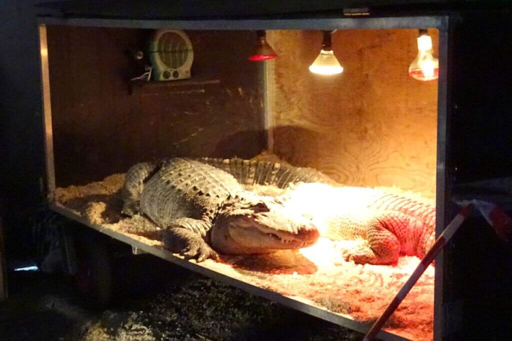 Krokodile in einem Terrarium eingesperrt