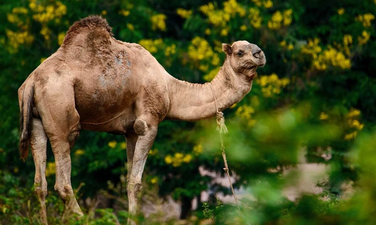 Gerettetes Kamel von Animal Rahat