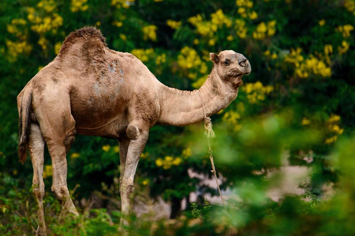 Gerettetes Kamel von Animal Rahat