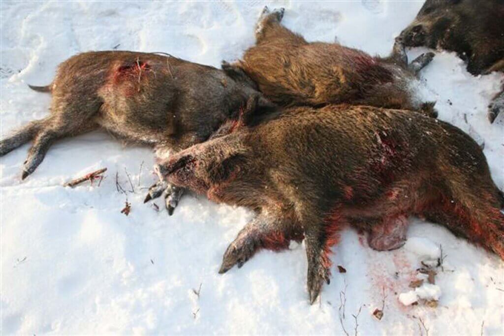 tote wildschweine