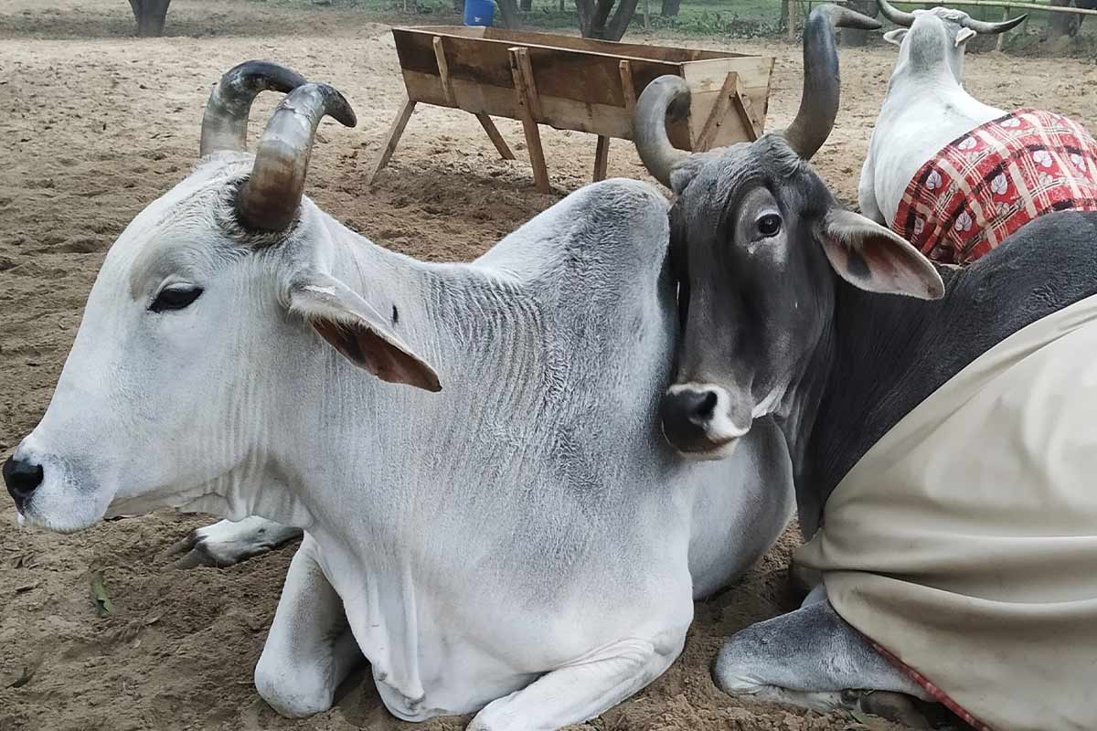 Lebenshof Animal Rahat: Rettung Not leidender Tiere in Indien