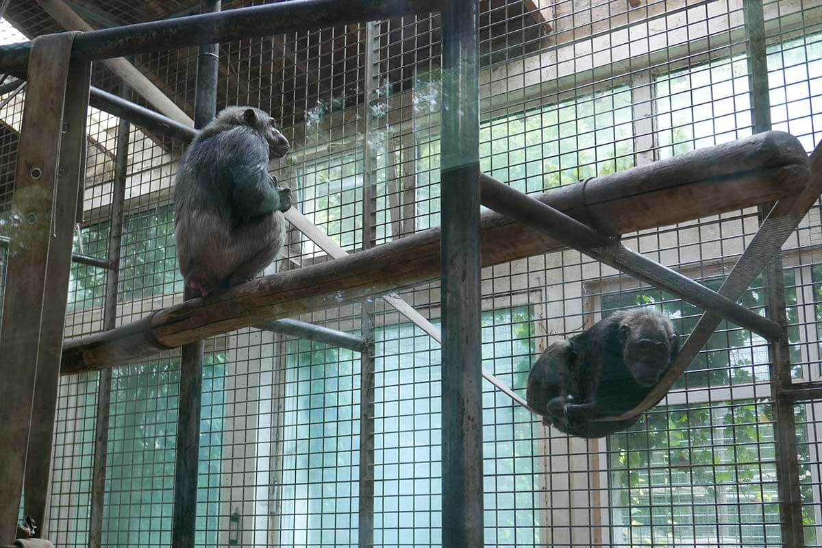 Schimpanse im Tierpark Leintalzoo