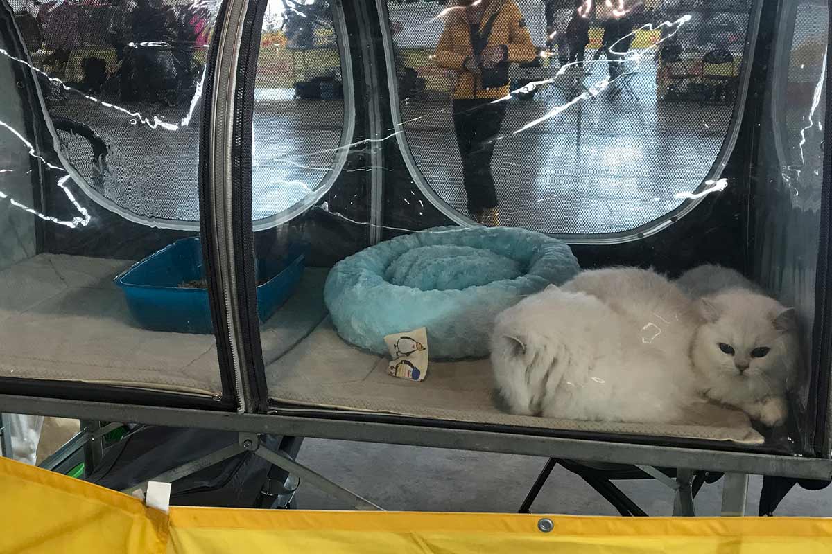 Katze liegt in einer transparenten Box auf einer Tiermesse