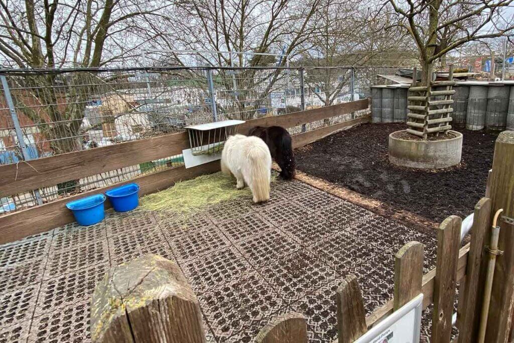Ponys auf dem Dach des Zoomarktes Finkbeiner