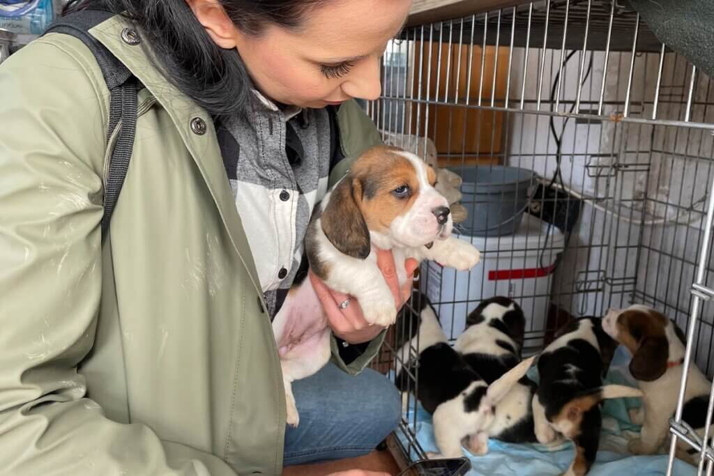 PETA Mitarbeiterin haelt Welpen aus illegaler Zucht