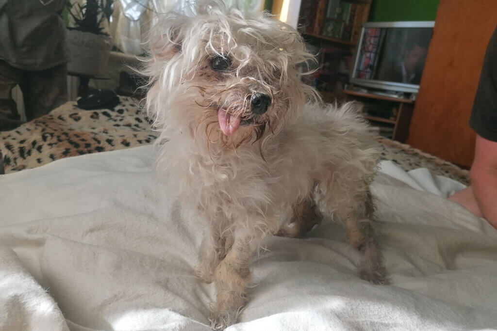 Vernachlaessigter weißer Hund