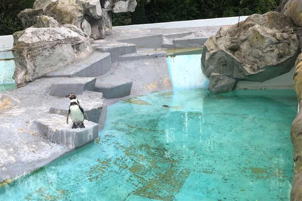 Pinguin im Zoogehege