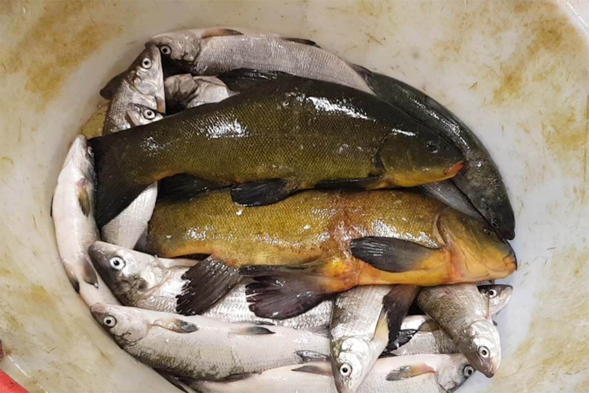 Tierquälerei in Fischgeschäft: Fische ersticken in trockenem Eimer